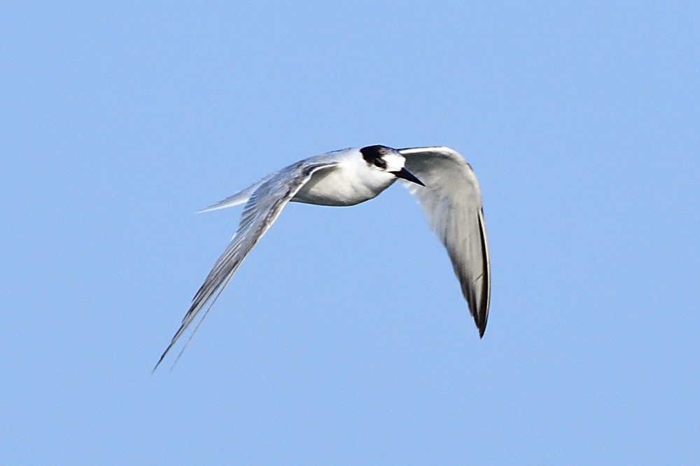 Weißbart-Seeschwalbe - ML646631771