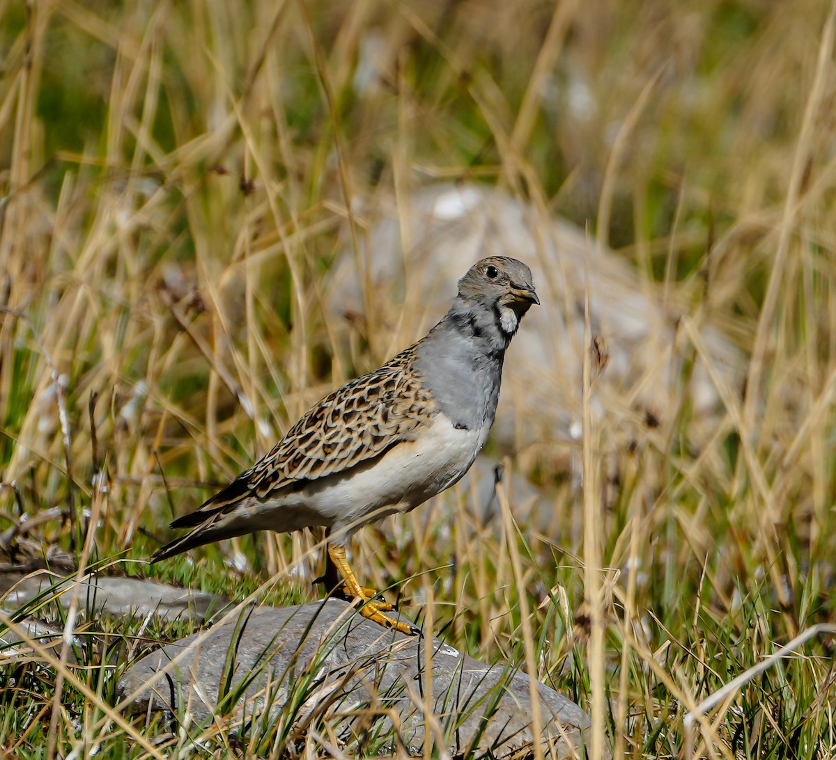 Gray-breasted Seedsnipe - ML646631772
