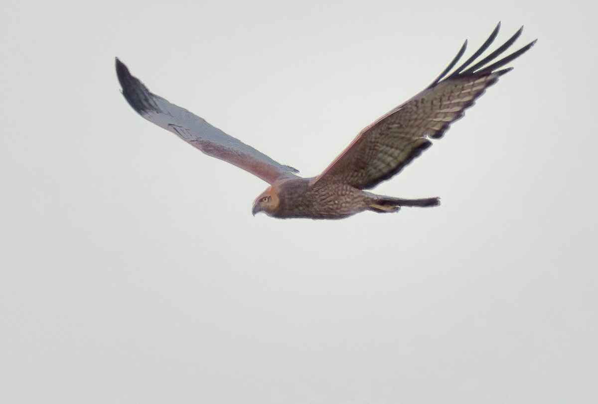 Benekli Delice - ML646631773