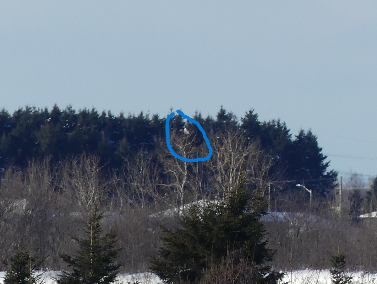 Сова біла - ML646631776