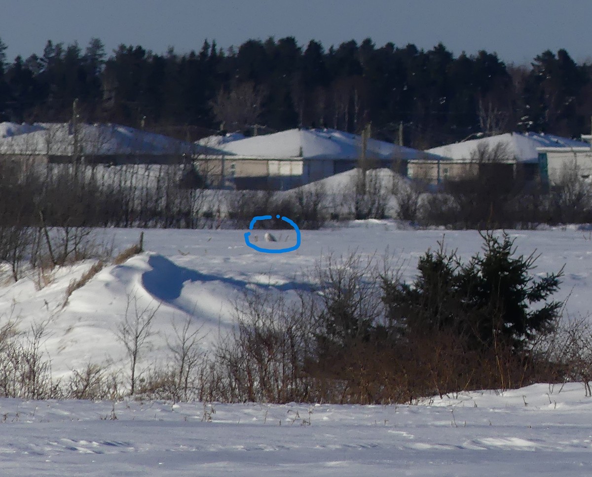 Сова біла - ML646631777