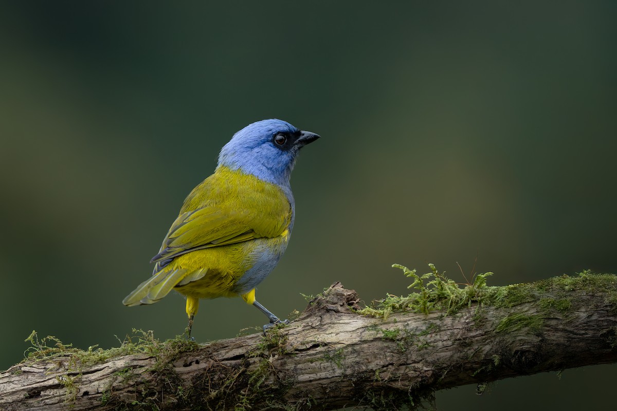 Blue-capped Tanager - ML646631778