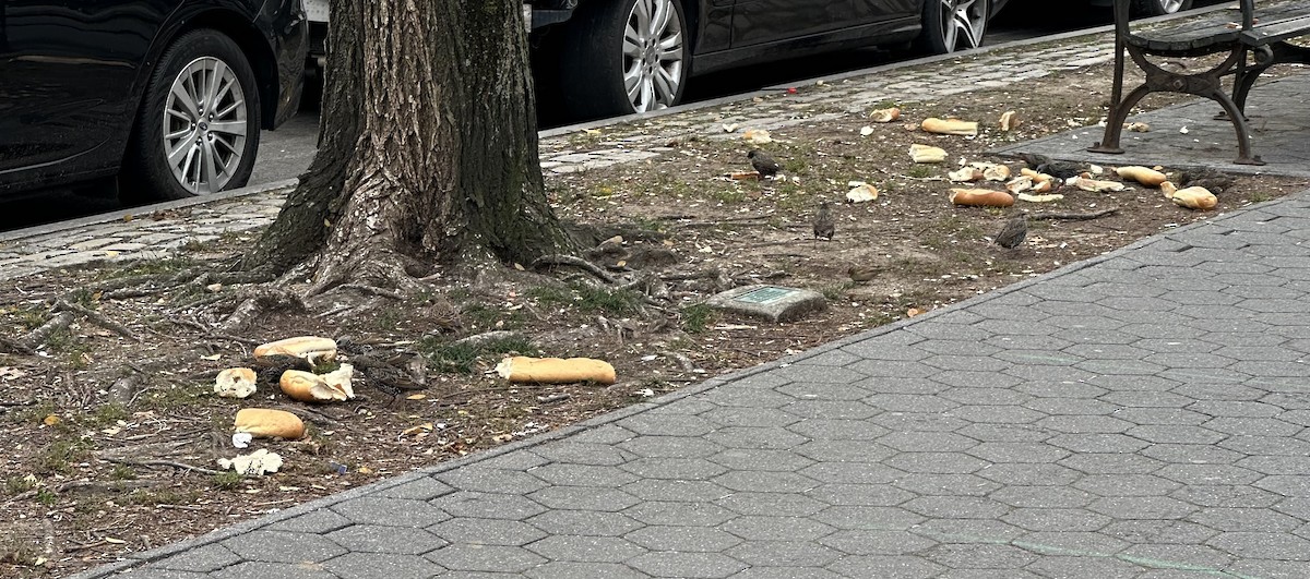 European Starling - ML646631779