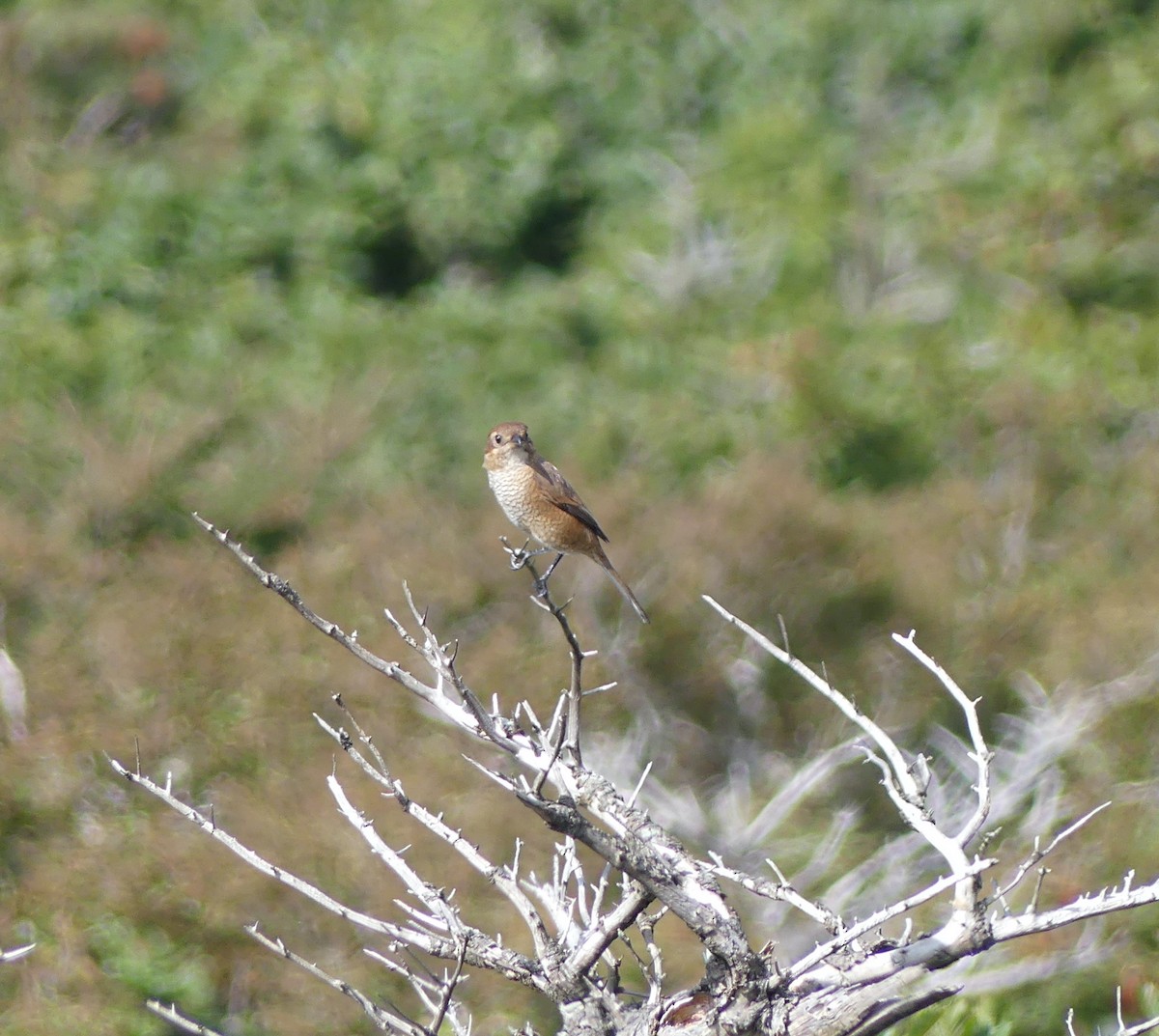 Bull-headed Shrike - ML646631780