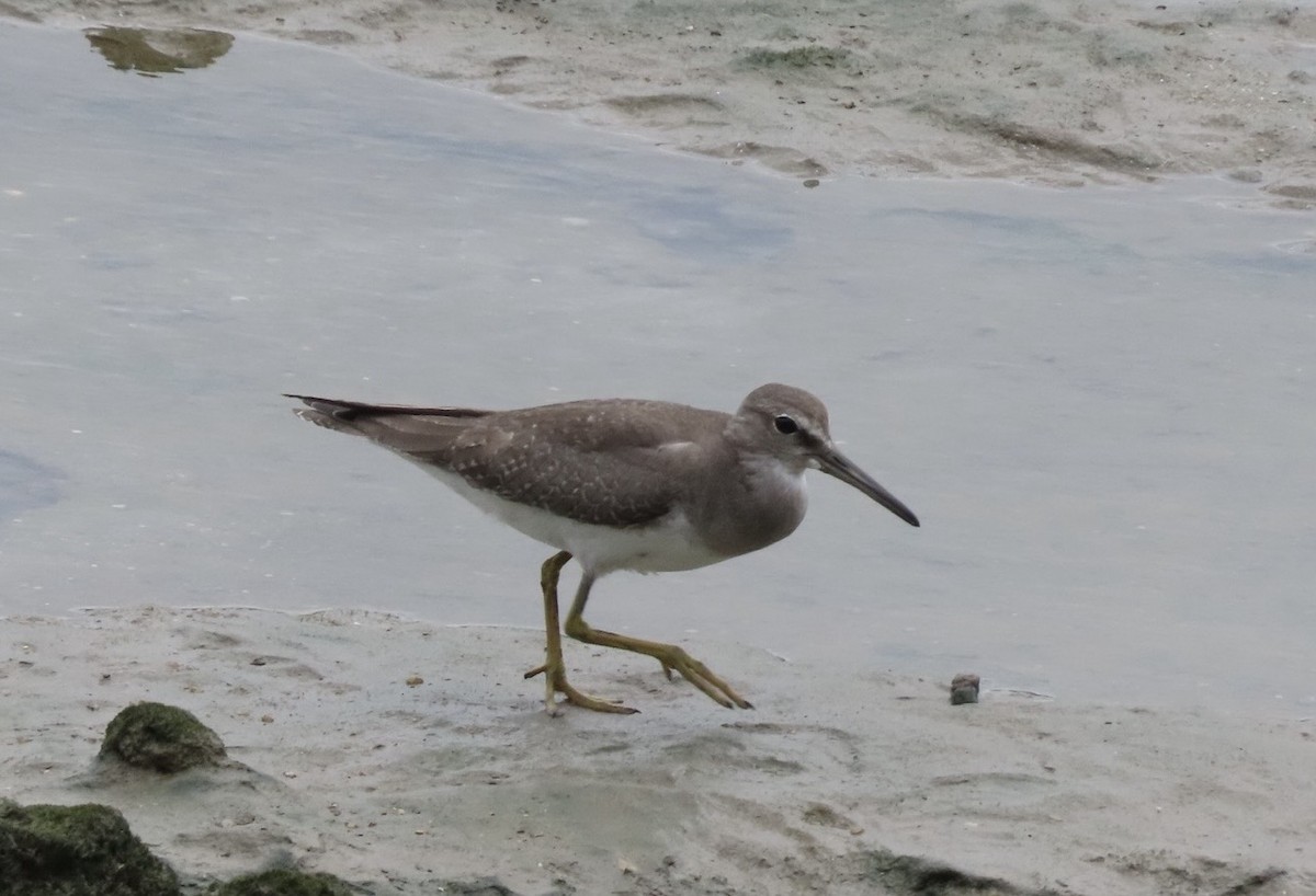 Gray-tailed Tattler - ML646631782