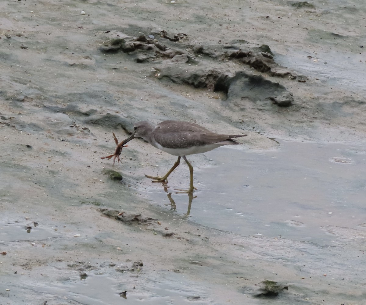Gray-tailed Tattler - ML646631783