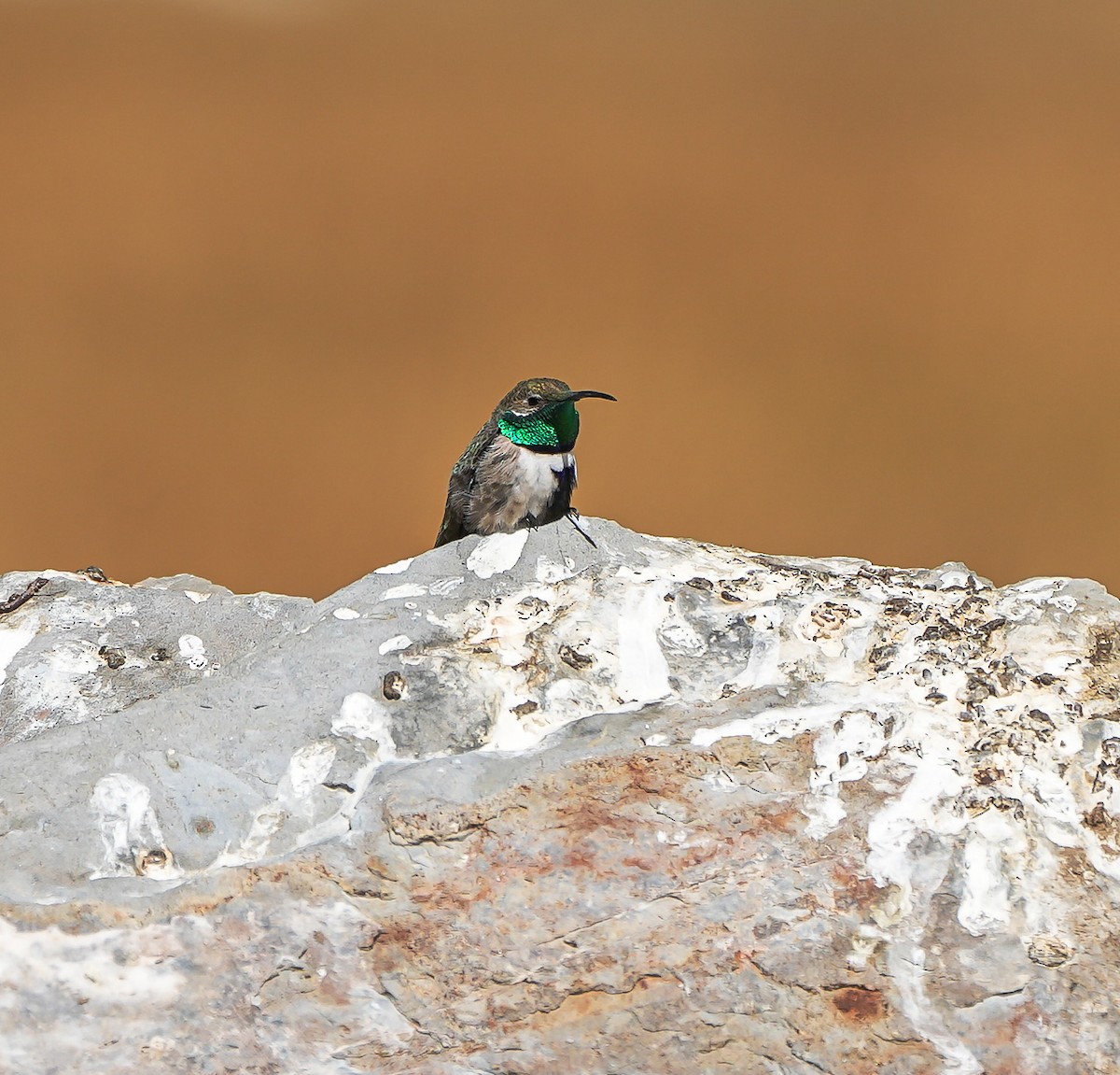 White-sided Hillstar - ML646631788