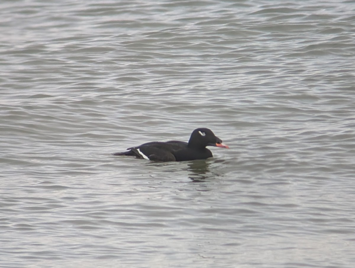 White-winged Scoter - ML646631789