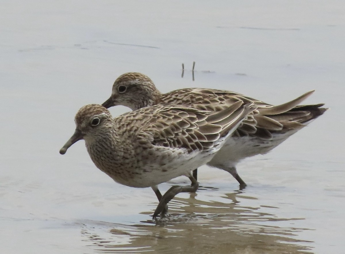 Sharp-tailed Sandpiper - ML646631790