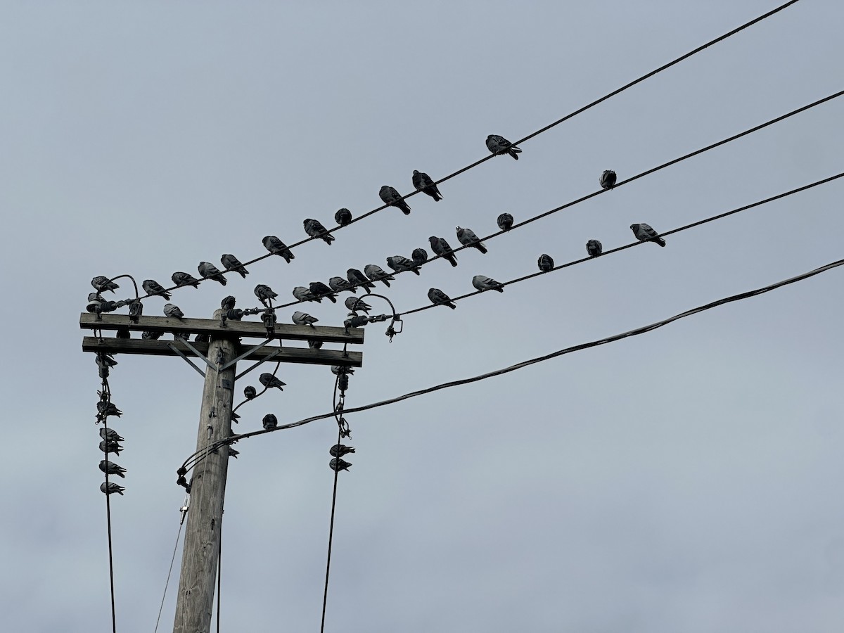 Rock Pigeon (Feral Pigeon) - ML646631792