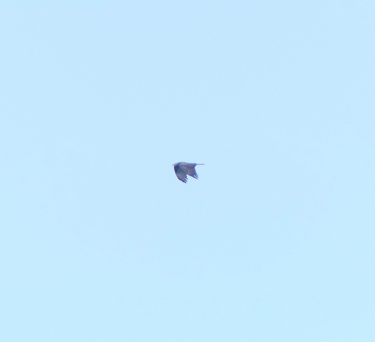 Oriental Honey-buzzard - ML646631793