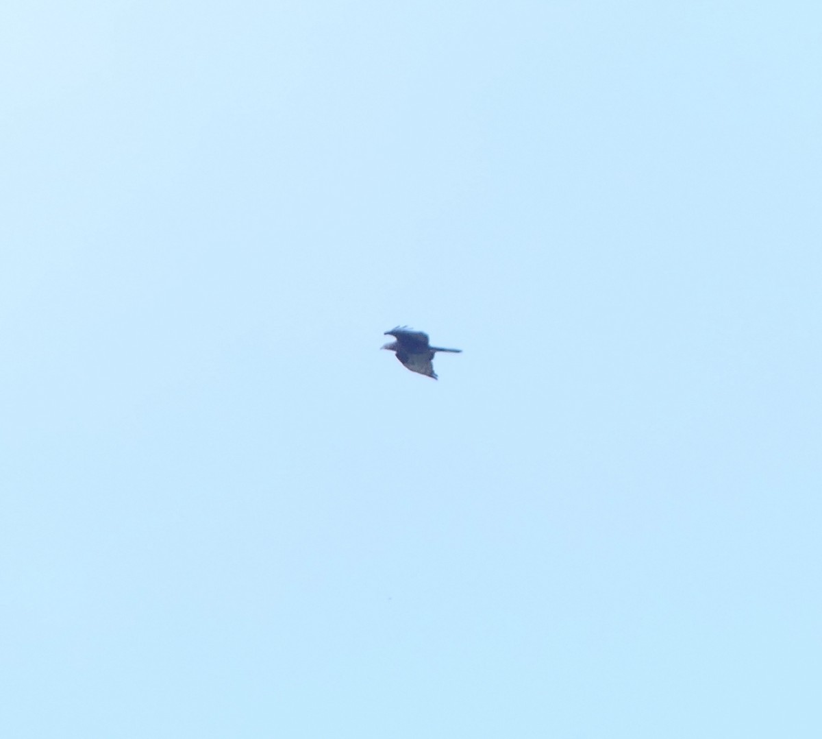 Oriental Honey-buzzard - ML646631794