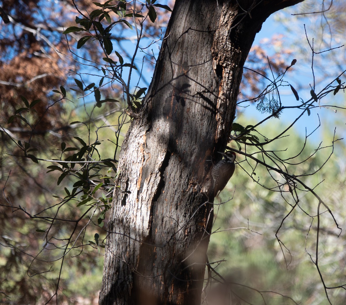 Acorn Woodpecker - ML646631795