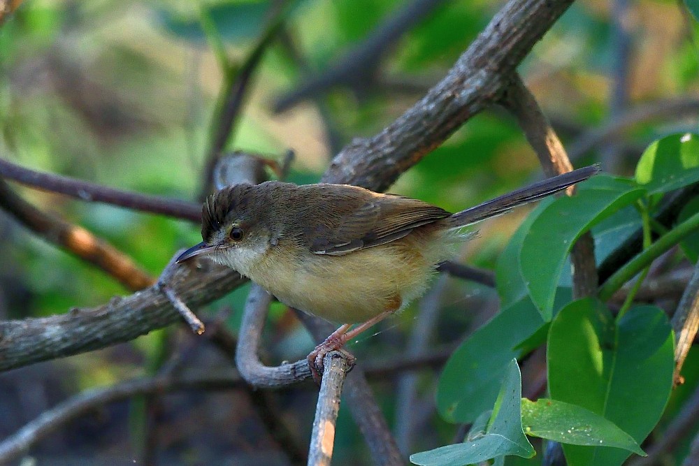 Schlichtprinie - ML646631796