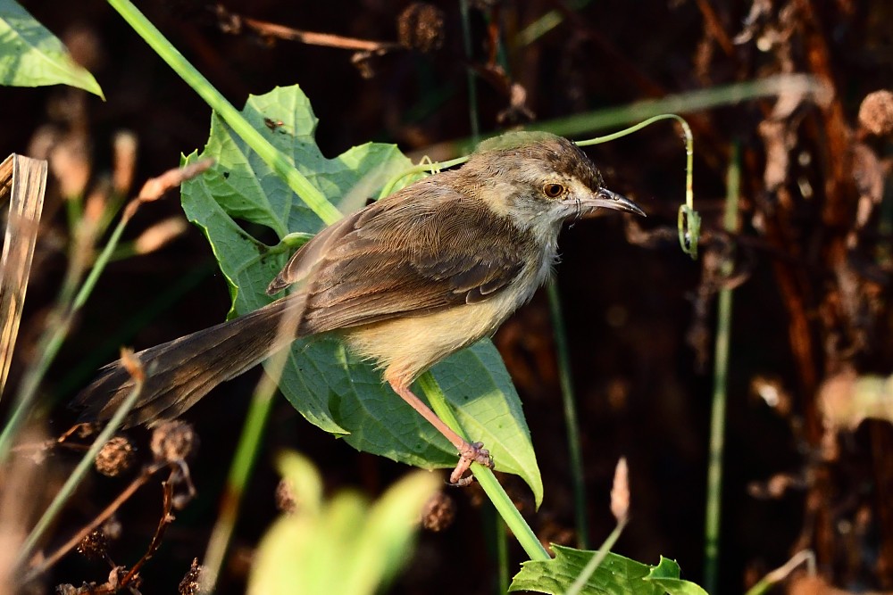 Schlichtprinie - ML646631797