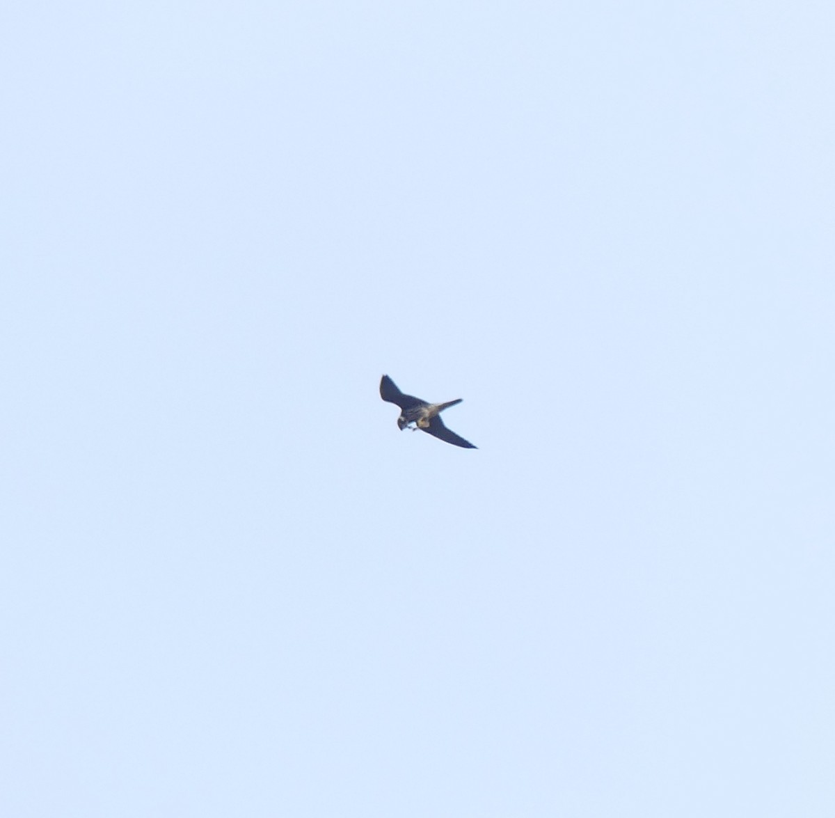 Eurasian Hobby - ML646631799