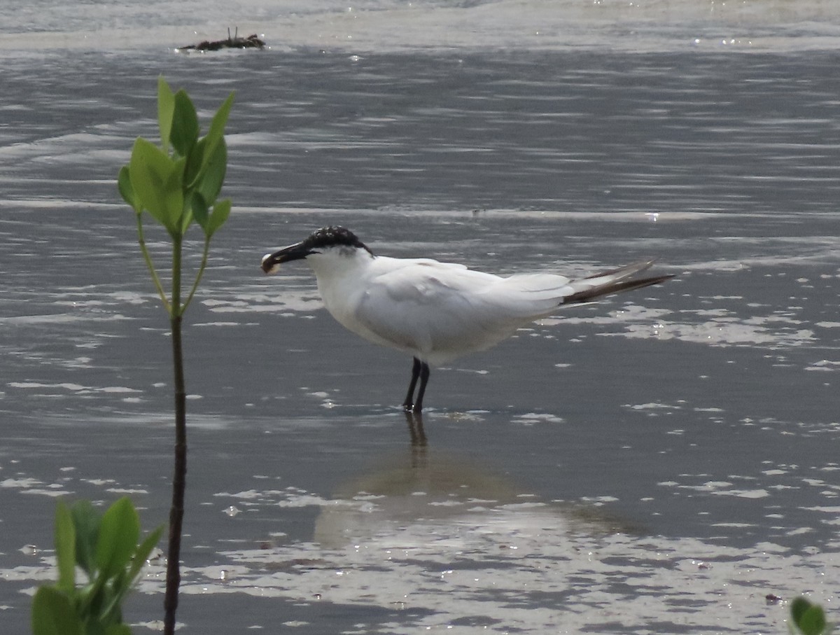 Australian Tern - ML646631801