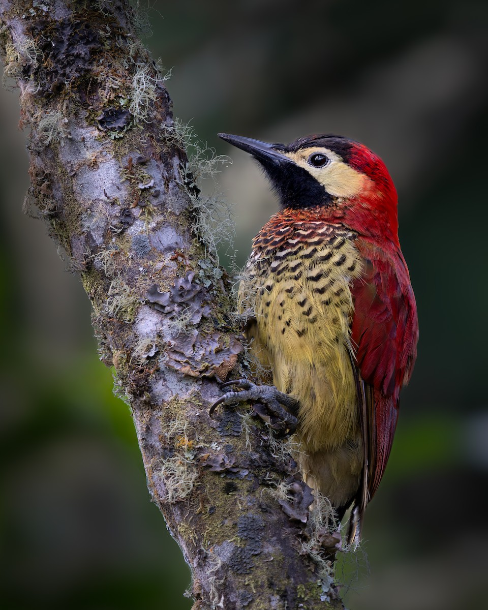 Crimson-mantled Woodpecker - ML646631802