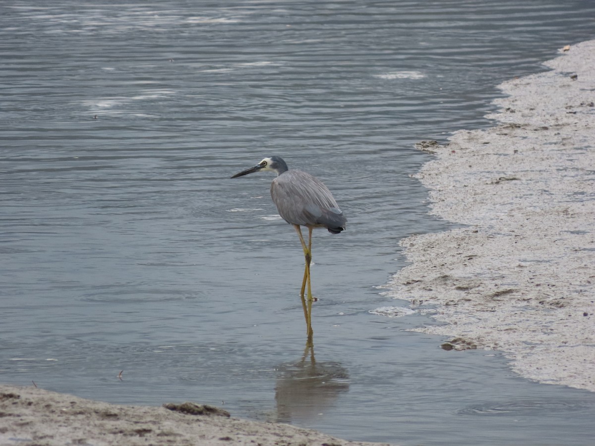 White-faced Heron - ML646631804