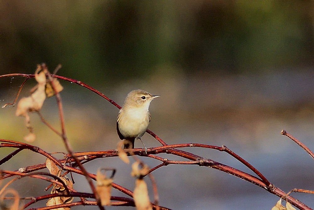 Buschrohrsänger - ML646631805