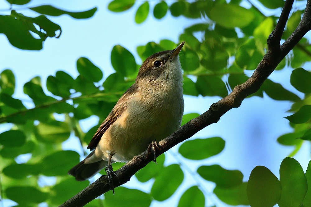 Buschrohrsänger - ML646631806