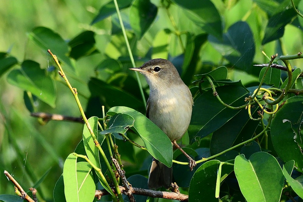 Buschrohrsänger - ML646631807