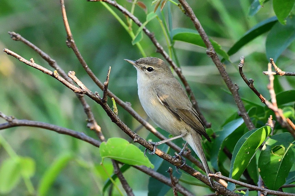 Buschrohrsänger - ML646631808