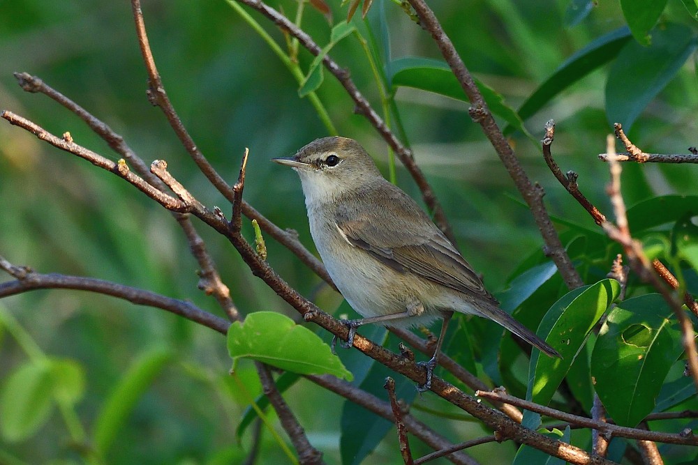 Buschrohrsänger - ML646631809