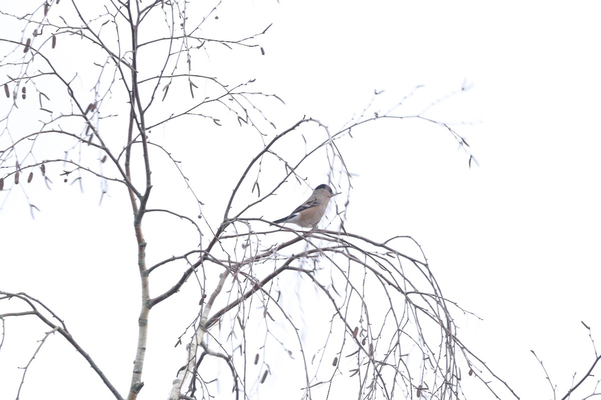 Eurasian Bullfinch - ML646631814