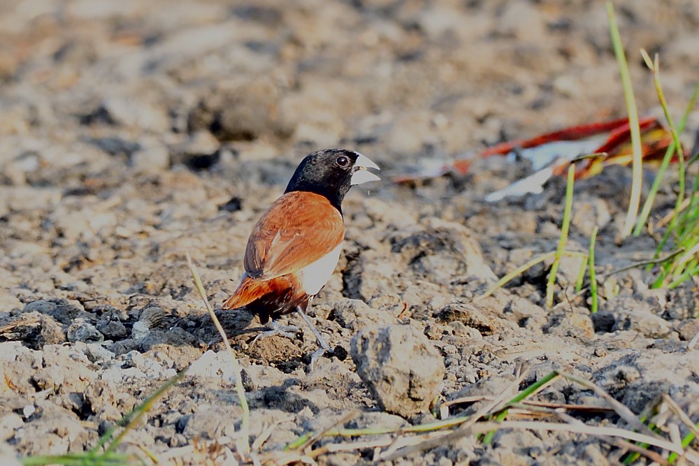 Dreifarbnonne - ML646631815