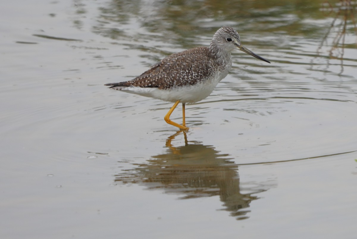 Greater Yellowlegs - ML646631816