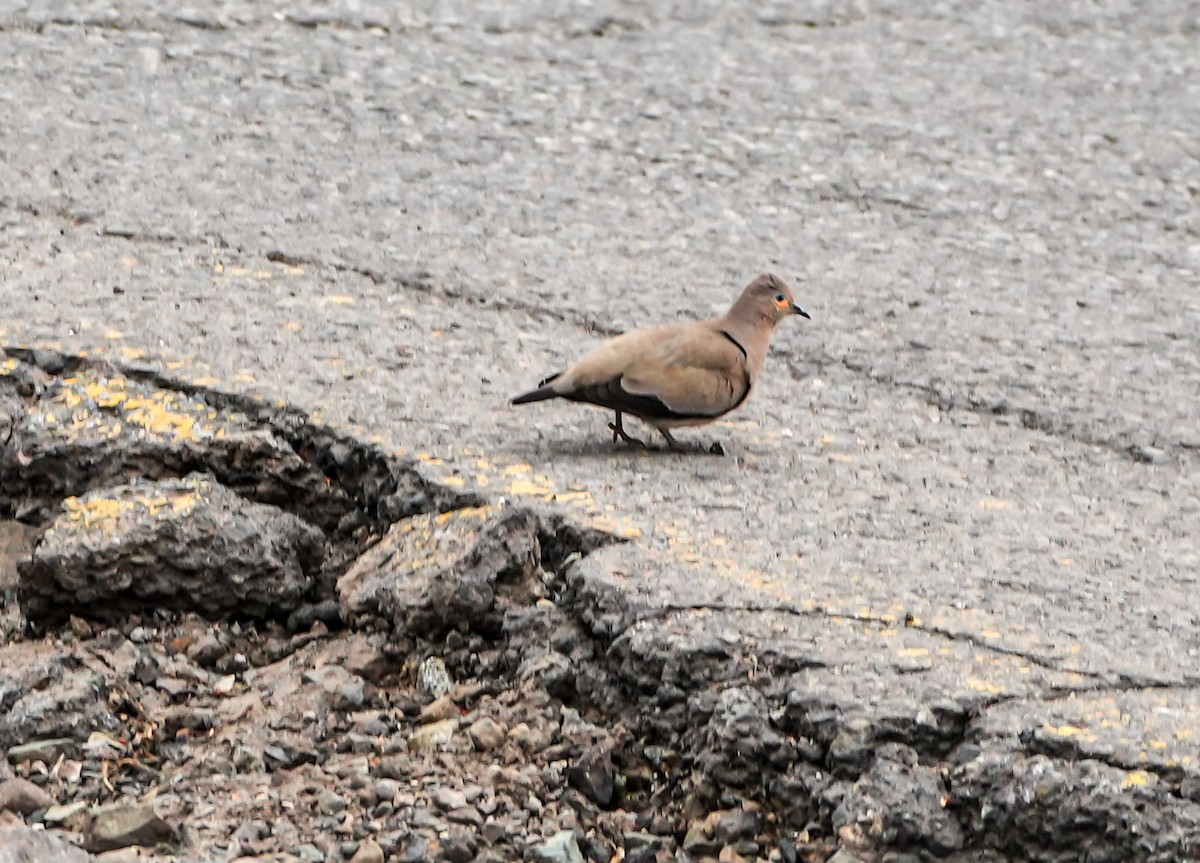 Black-winged Ground Dove - ML646631817