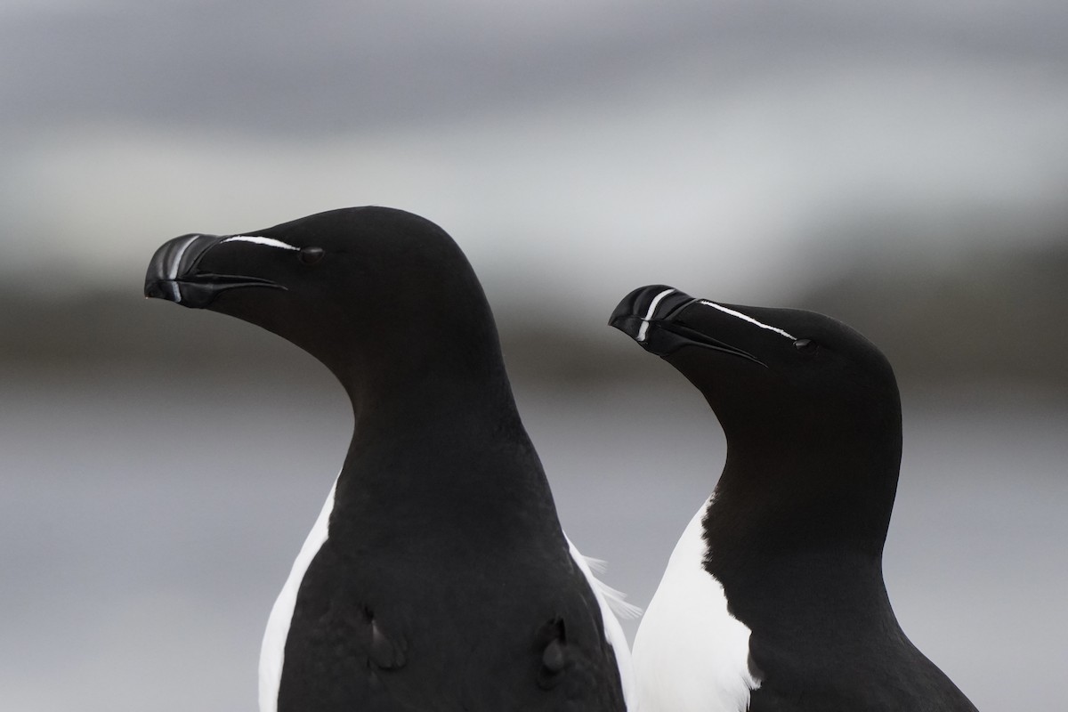 Razorbill - ML646631821