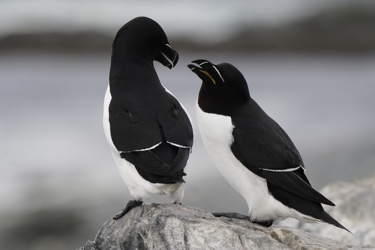 Razorbill - ML646631822