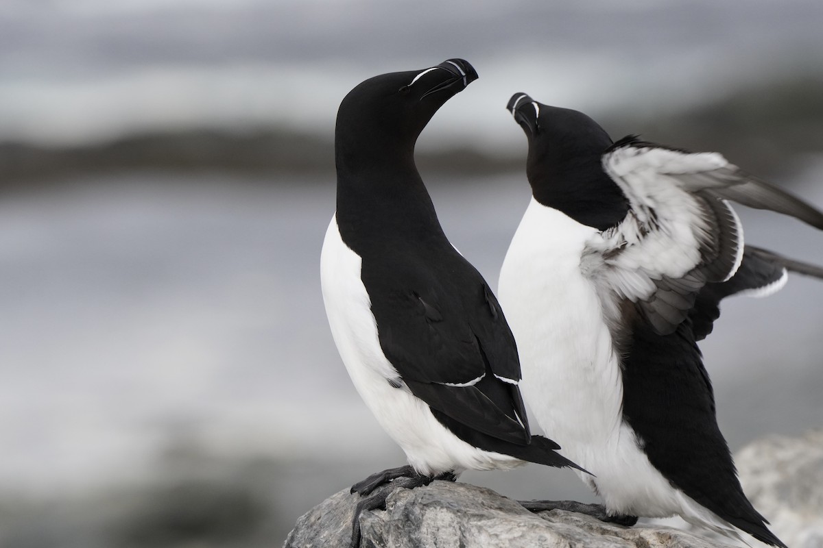 Razorbill - ML646631823
