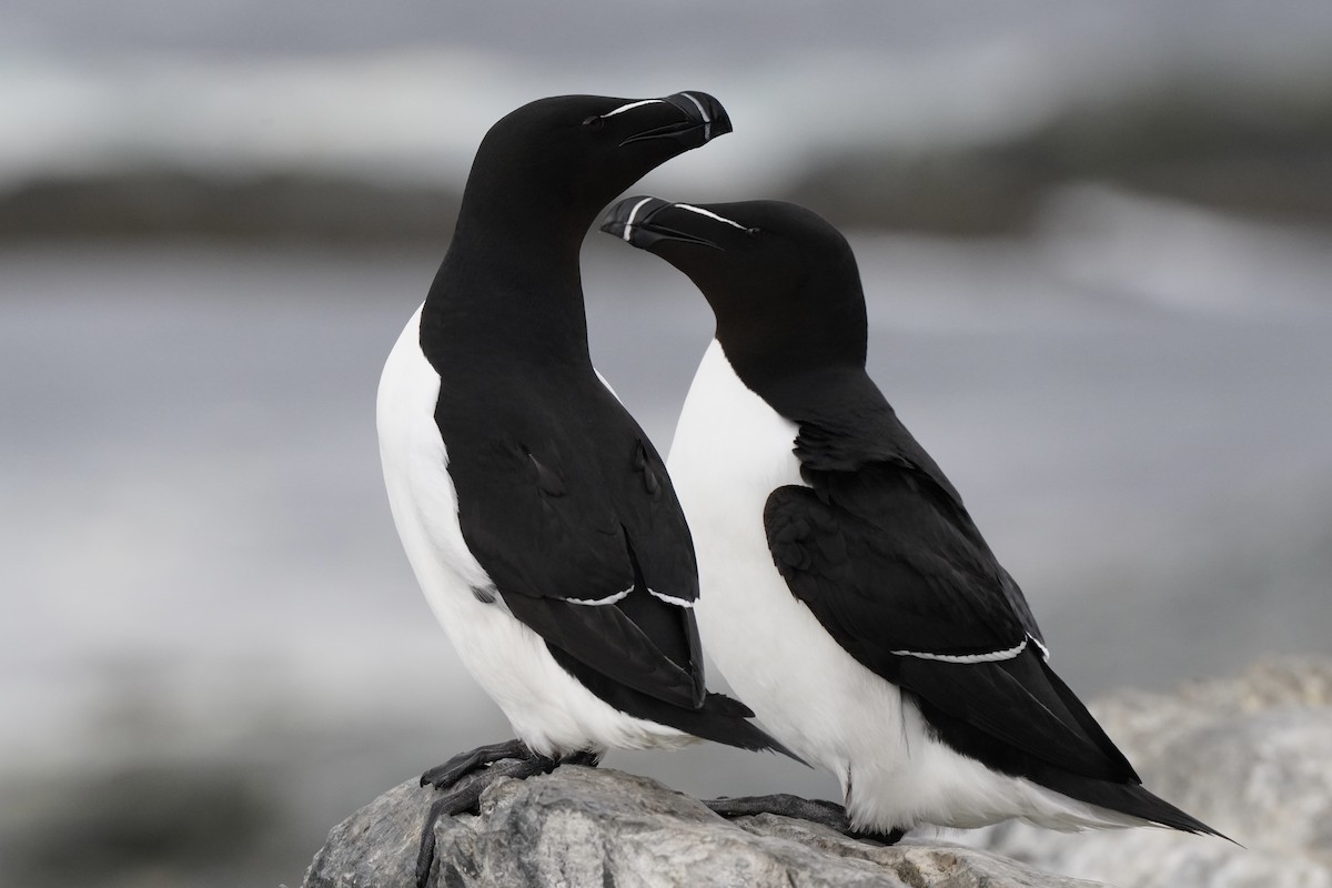 Razorbill - ML646631825