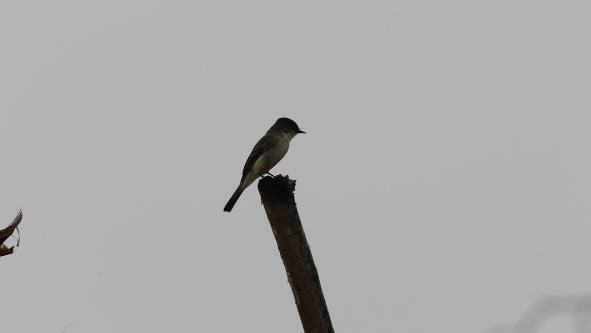 Eastern Phoebe - ML646631830