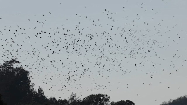 Баклан великий - ML646631831