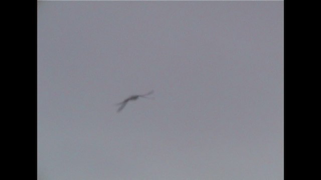 Тайфунник-провісник - ML646631832