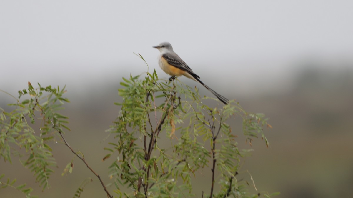 Scissor-tailed Flycatcher - ML646631833