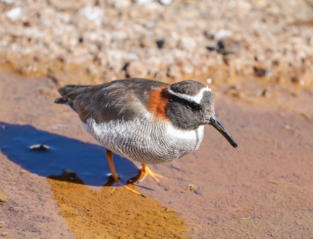 Diademed Sandpiper-Plover - ML646631842