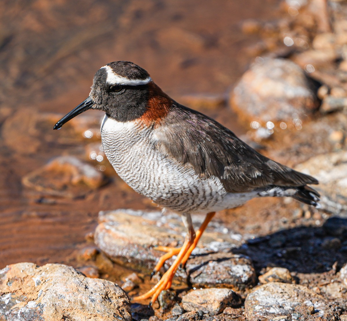 Diademed Sandpiper-Plover - ML646631843