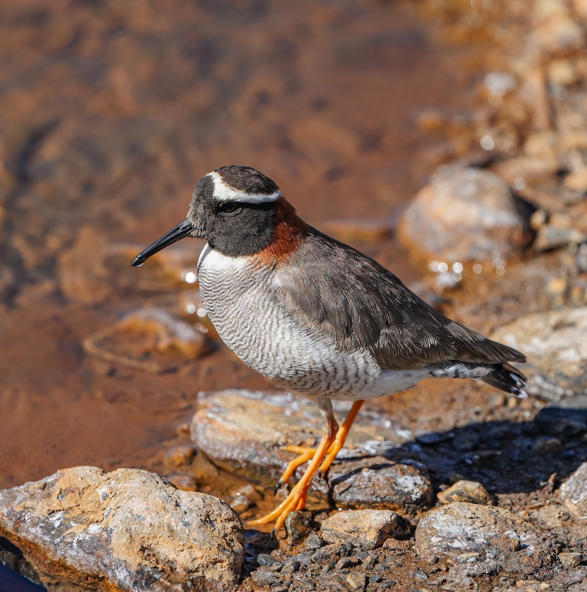 Diademed Sandpiper-Plover - ML646631844