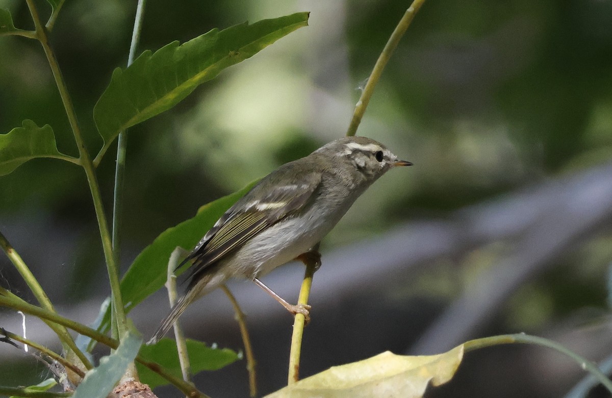 Mosquitero Bilistado - ML646631845