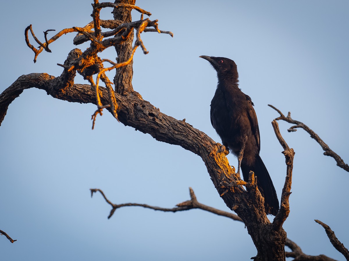 Вайю - ML646631848