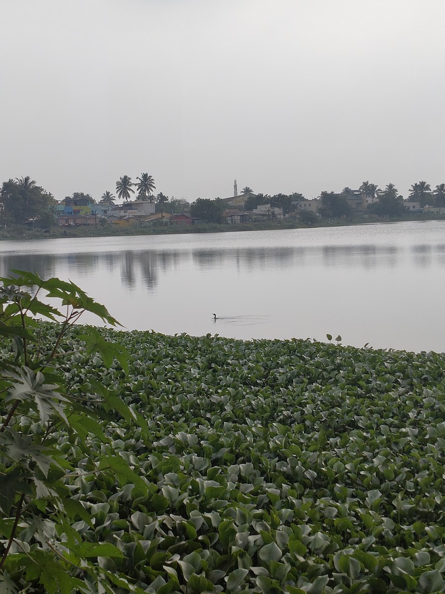 Little Cormorant - ML646631850