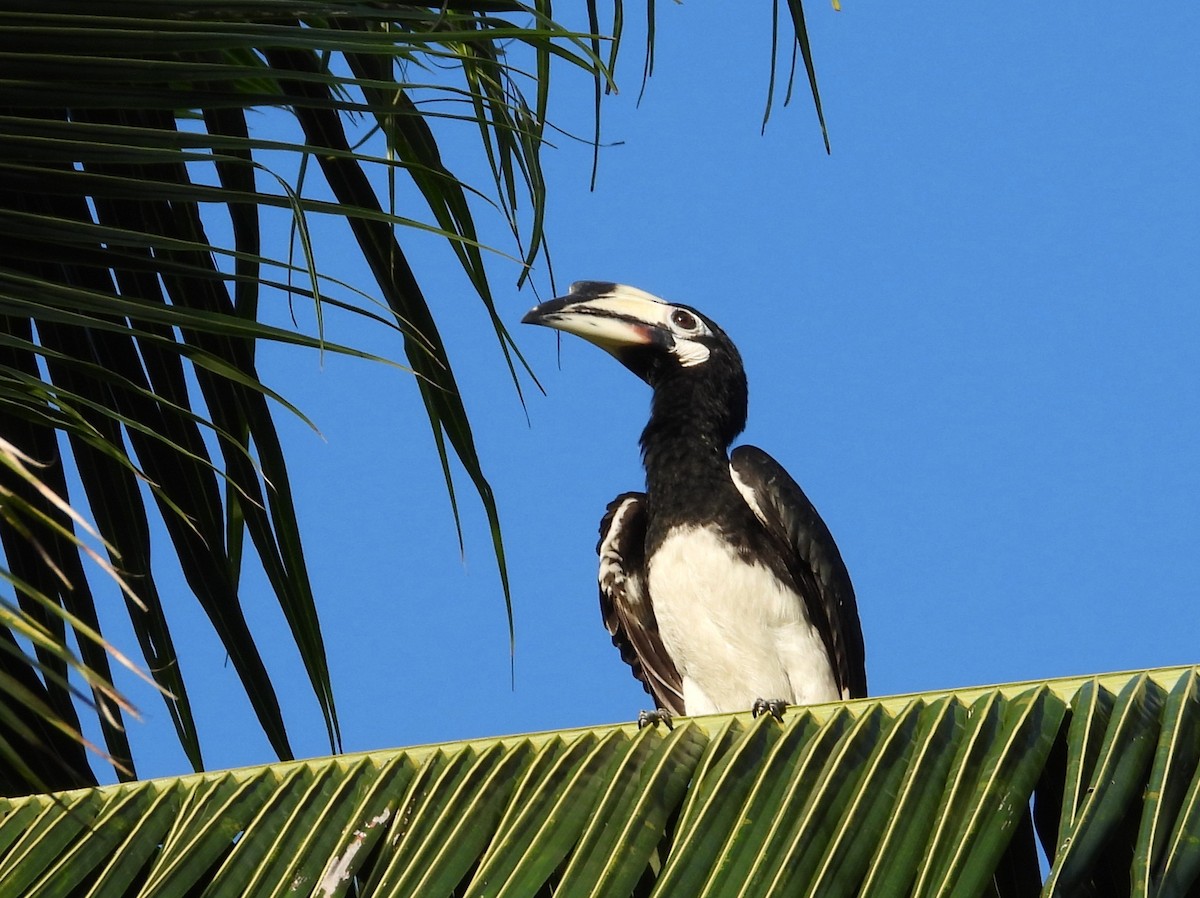 Oriental Pied-Hornbill - ML646631851