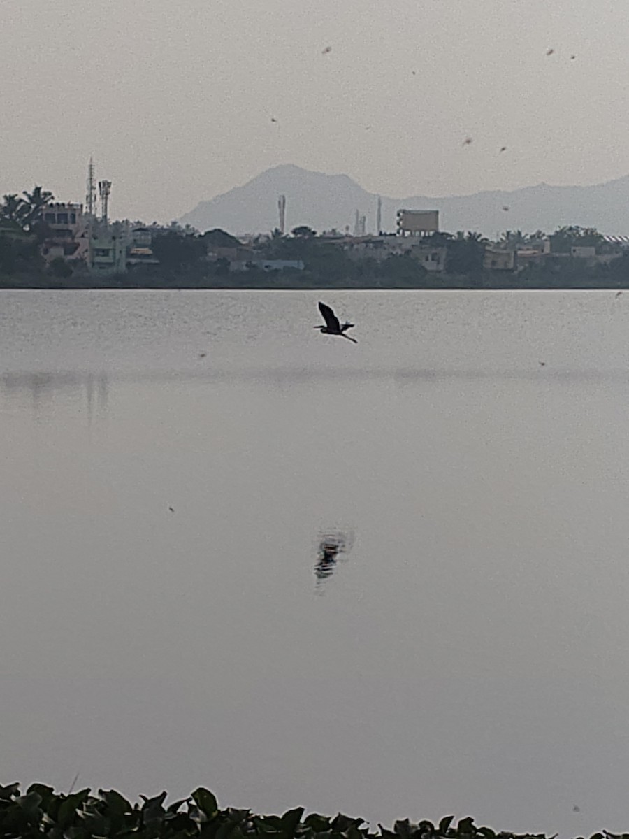 Gray Heron - ML646631852