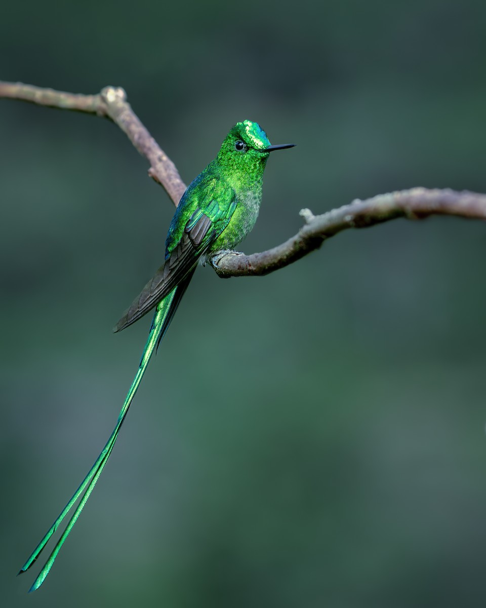 Long-tailed Sylph - ML646631853