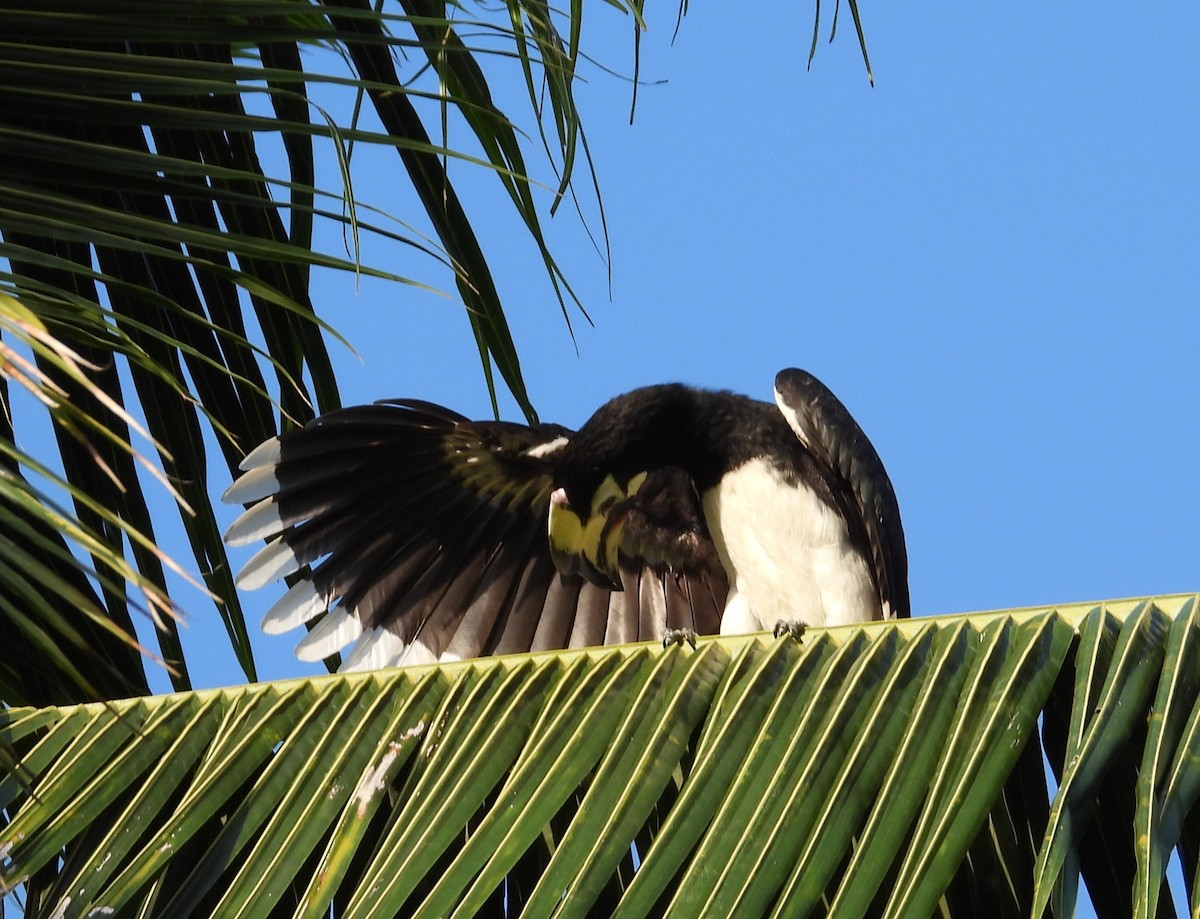 Oriental Pied-Hornbill - ML646631854